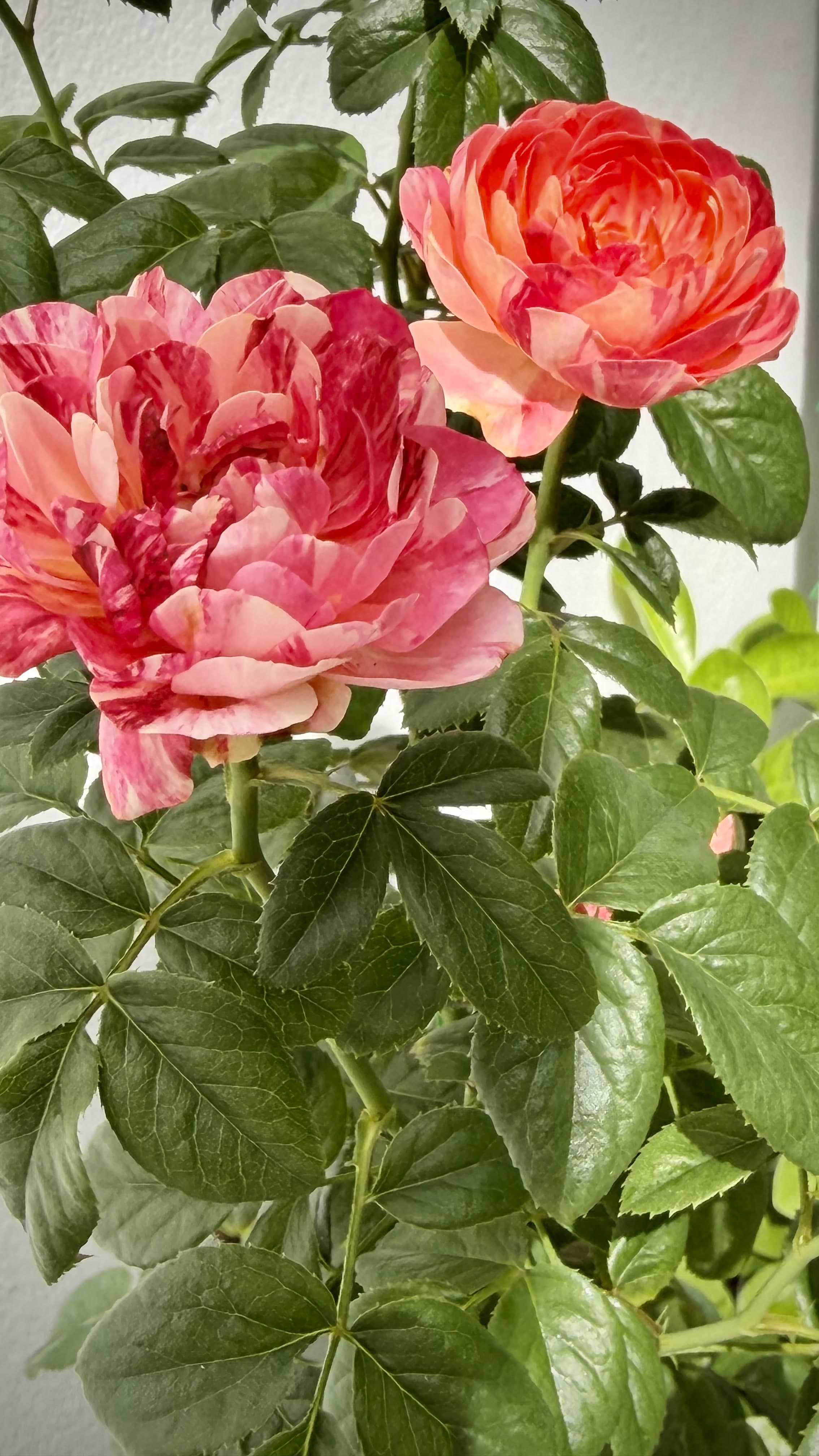 Rose blooms and glossy green leaves in warm light