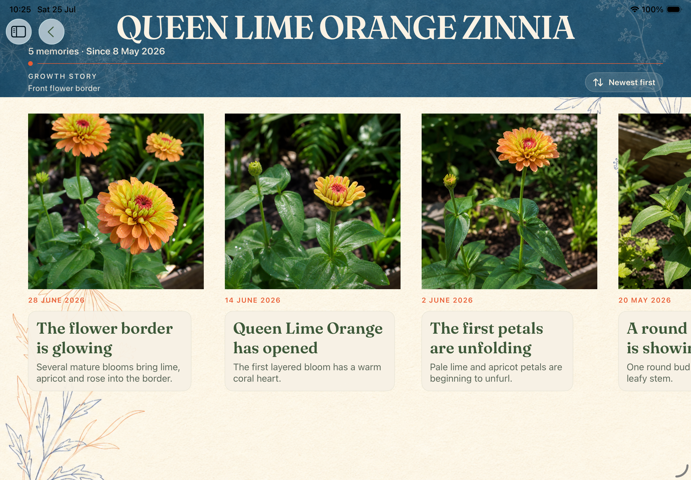 A Queen Lime Orange Zinnia plant story in Sow on iPad